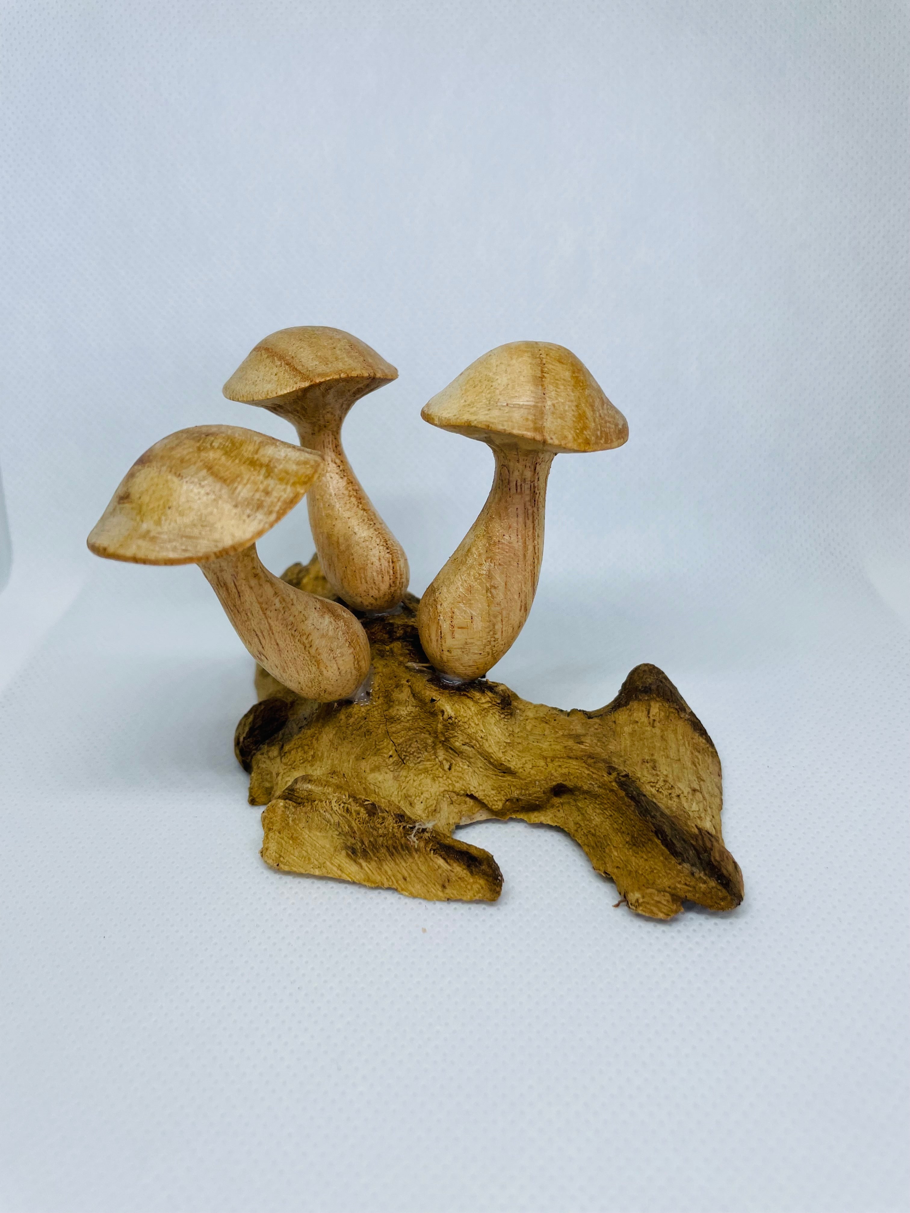 Mushroom Cluster on Driftwood