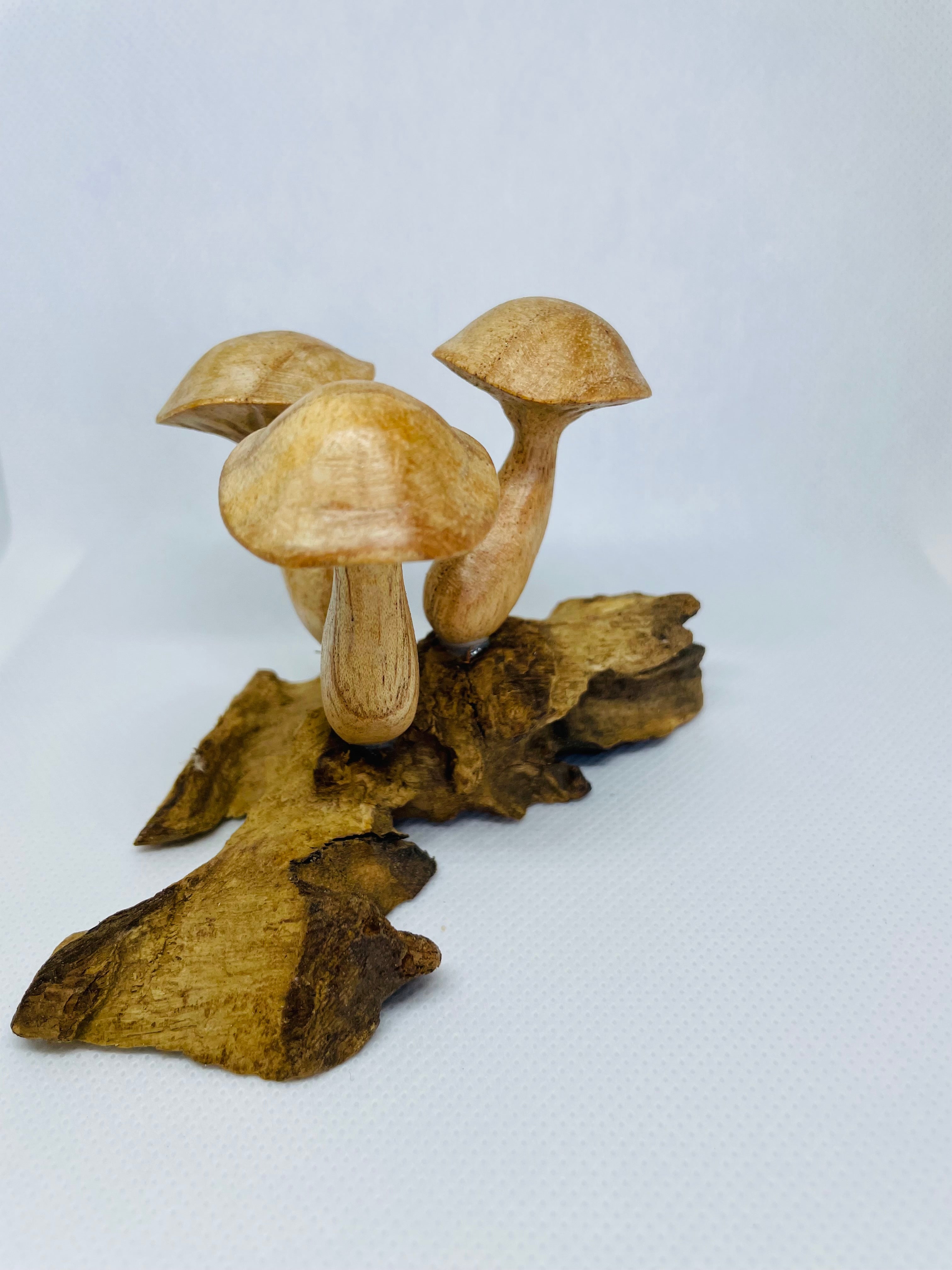 Mushroom Cluster on Driftwood
