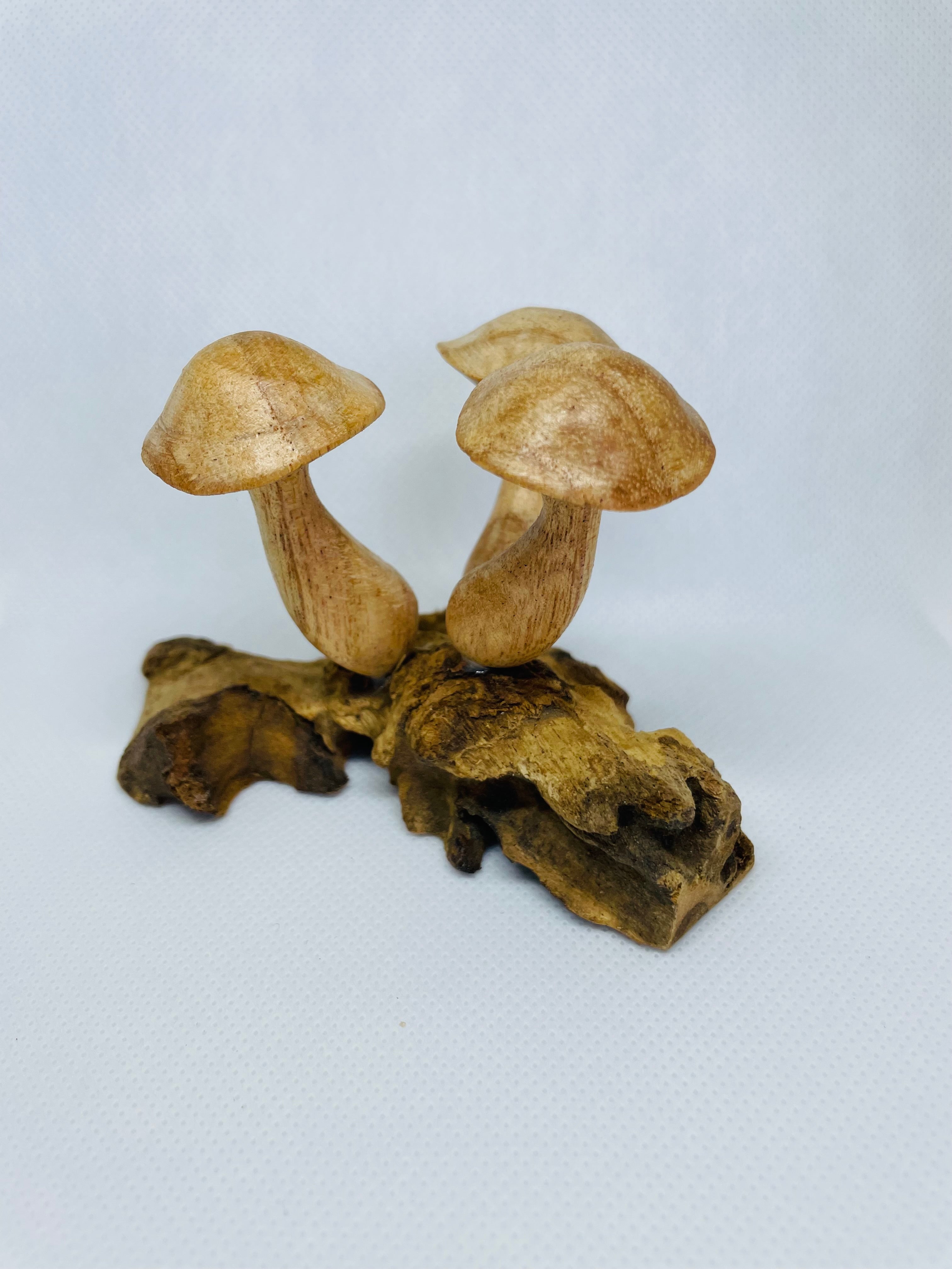 Mushroom Cluster on Driftwood